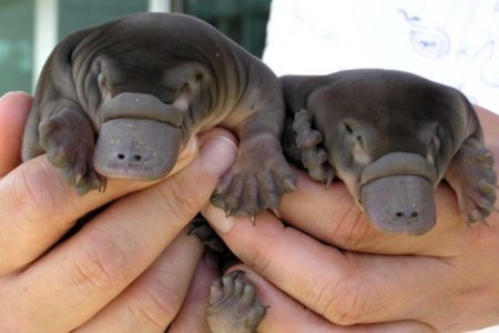 3. Platypus