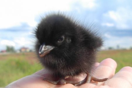 4. Corn Crake