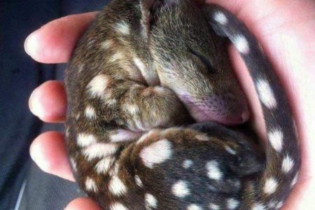 8. Eastern quoll