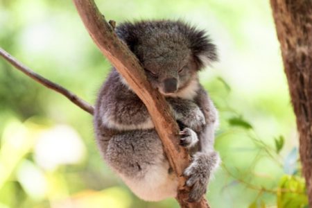 9. Koala