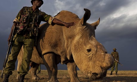 The Last of a Kind The Death of Africa’s Last Male White Rhino -1