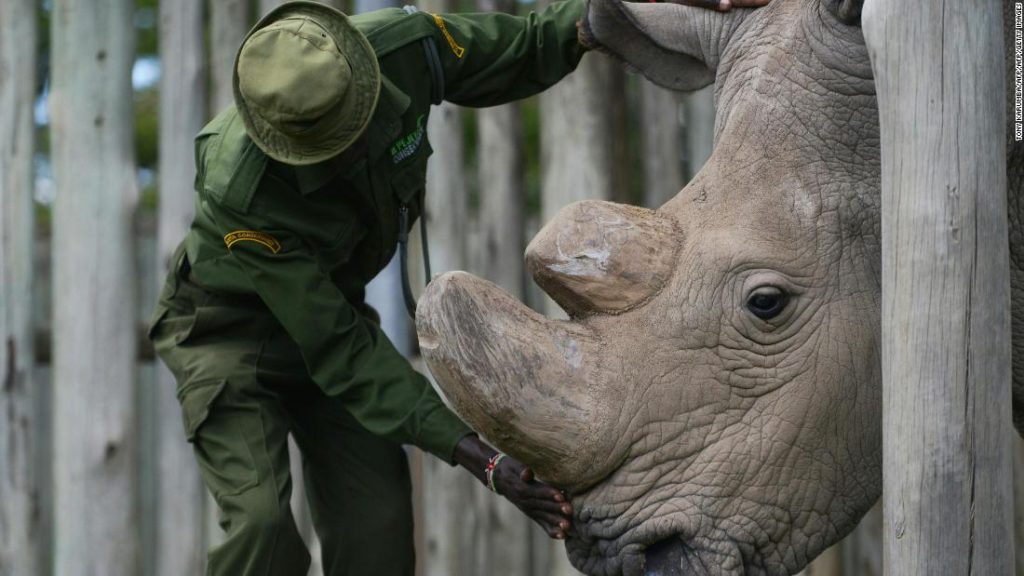 The Last of a Kind The Death of Africa’s Last Male White Rhino