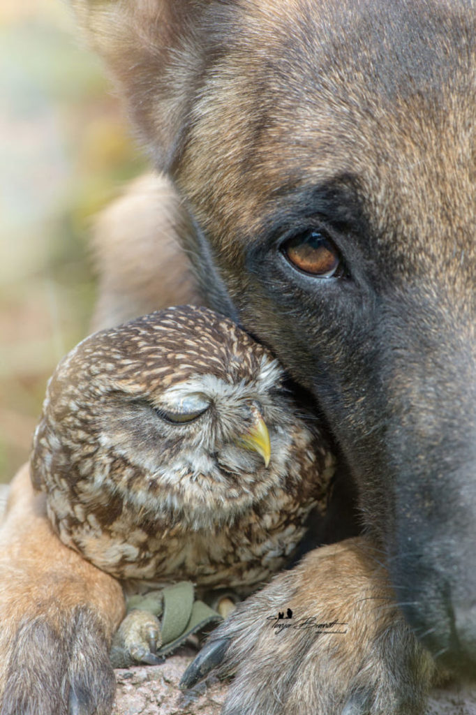 1. A sleepy Poldi snuggles up against an alert Ingo on the watch