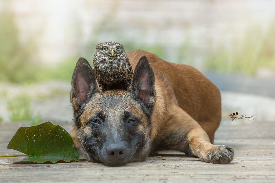 10. A smiling Ingo allows his pal Poldi to take a break on top of his head