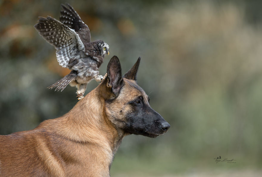 12. Ingo decides to give his feathery pal a literal head-start on flying