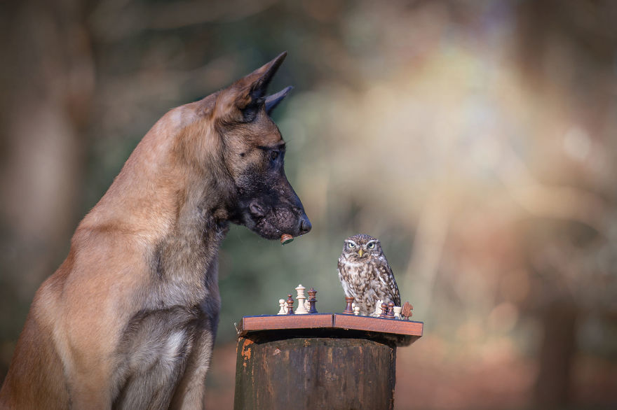17. Poldi and Ingo decide to play a game of chess