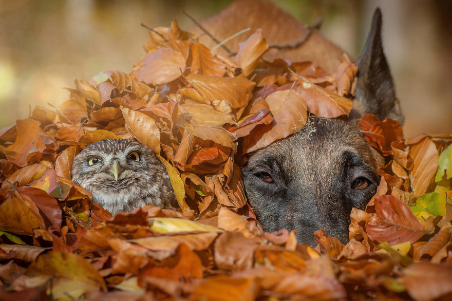 2. Ingo and Poldi having some fun in a pile of autumn leaves