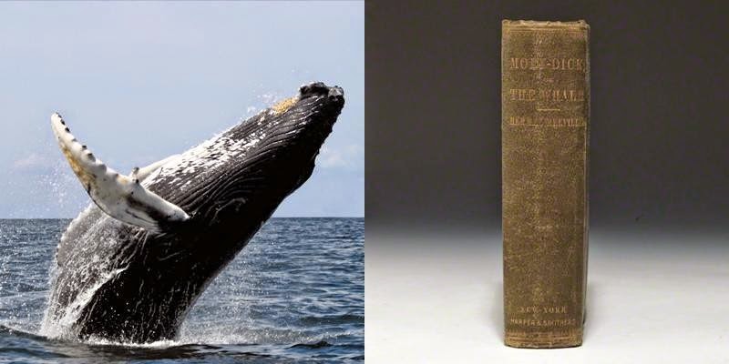 21. There are whales alive today who were born before Moby Dick was written.