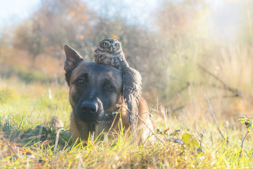 24. Poldi and Ingo decide to take a break, with Poldi finding Ingo's head the perfect place to rest