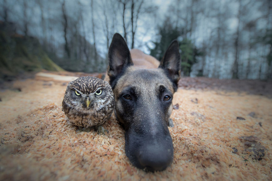 27. Ingo and Poldi decide to compare whose head is bigger