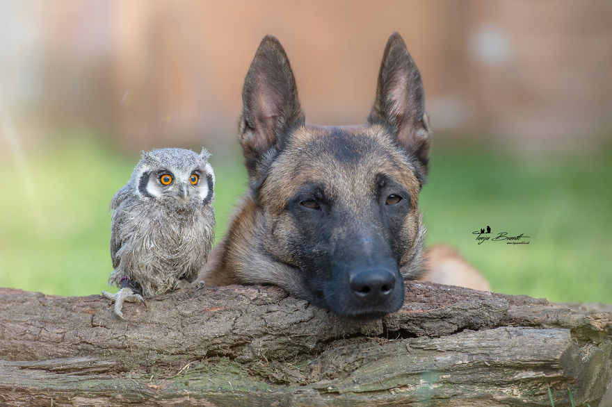 28. Ingo and his friend relax on a log, looking into the distance
