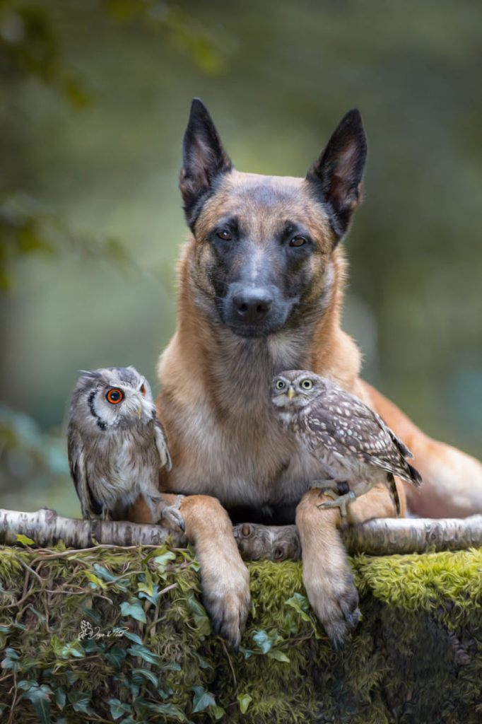 29. A smug Ingo lays between a possessive Poldi and a startled friend