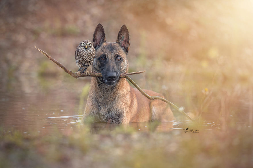 3. The loyal Ingo holds up a branch for his feathery friend to perch upon, safe from the waters