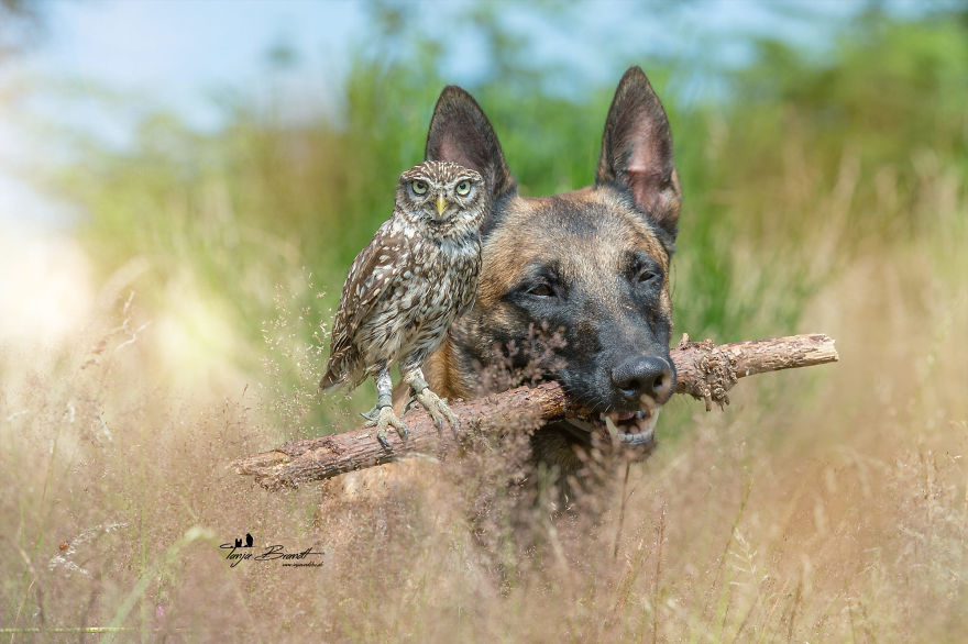 30. Poldi looks into the camera atop his usual perch, a branch held by Ingo