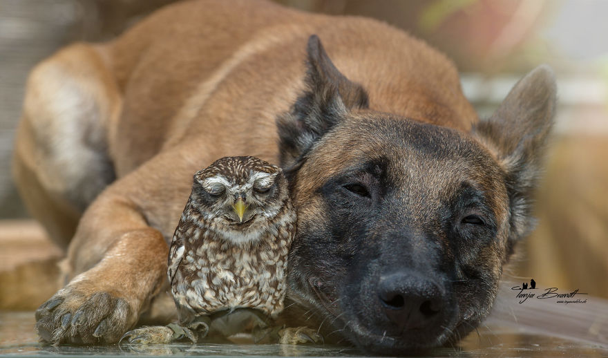 4. Ingo and Poldi, all cuddled up and on the way to being fast asleep