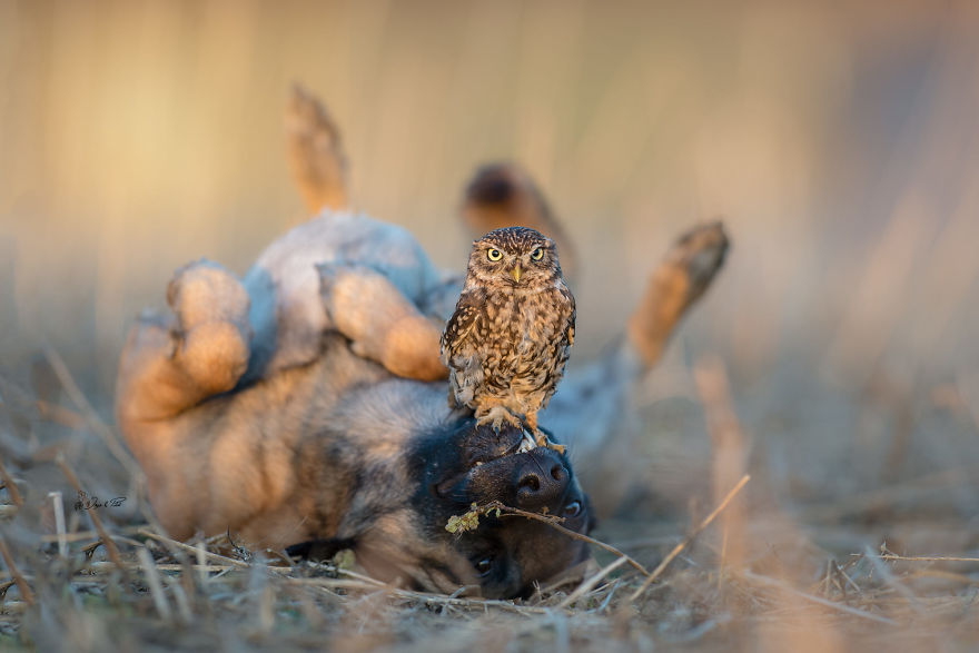 5. A playful Ingo being held captive by the defiant Poldi during playtime