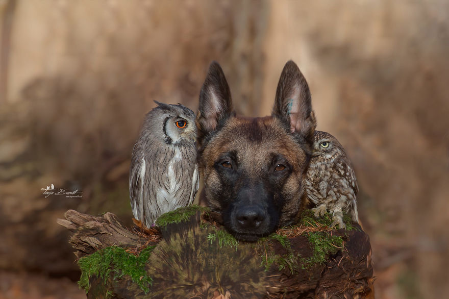 9. Ingo manages to make another feathery friend even as Poldi remains glued to his side