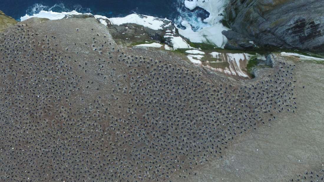 Secret Penguin Kingdom Found Thanks To Images From Space