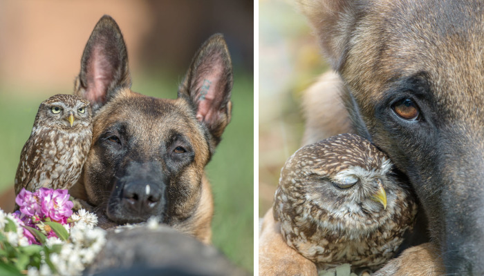 These 30+ Photos Of Ingo The Dog And His Owl Friends Is The Only Thing You Need To See Today