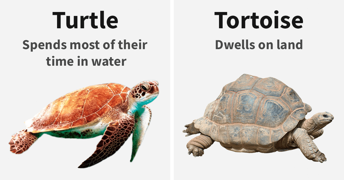 The Differences Between Similar Things, Animals, And Words That Most People Believe To Be Exactly The Same