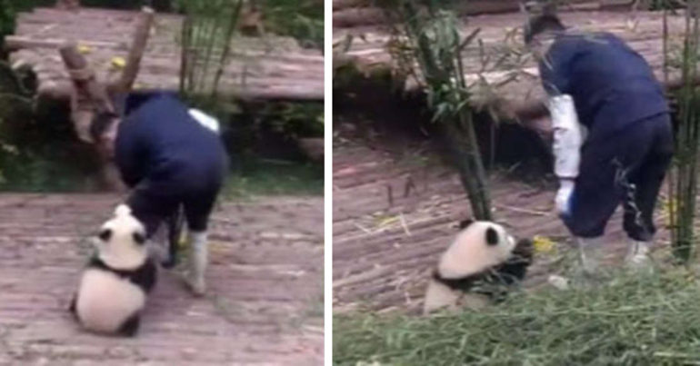 Adorable Baby Panda Trying To Play With Its Babysitter Has Gone Viral