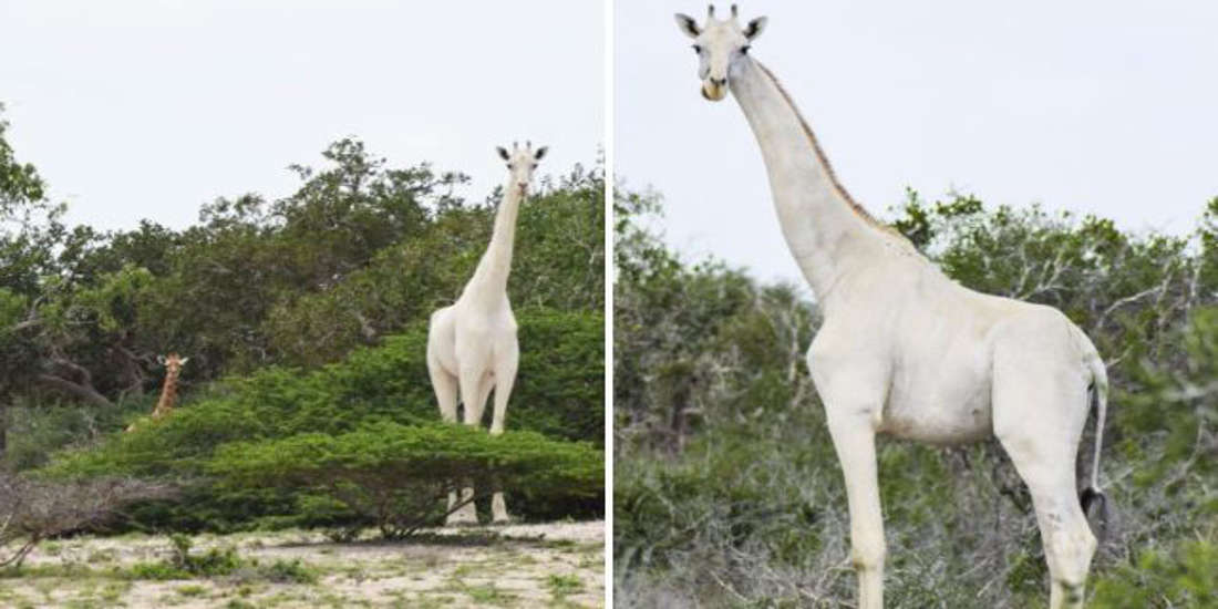 Rare White Giraffes Caught on Camera for First Time in History