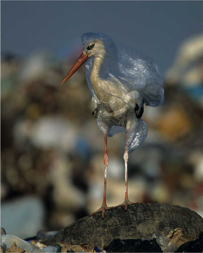 2 - Look Inside This National Geographic Magazine to Know the Horrifying Truth Behind It