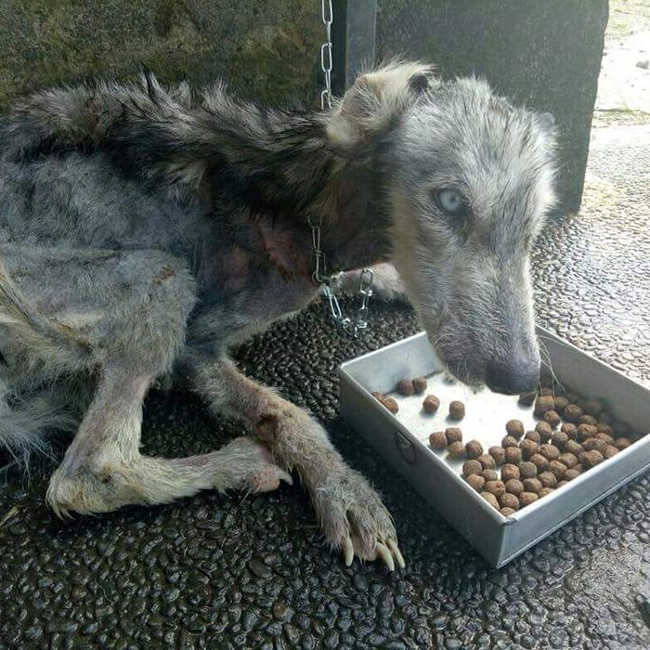 A Malnourished Husky Saved By a Kind Soul Who Brings Her Home - 1