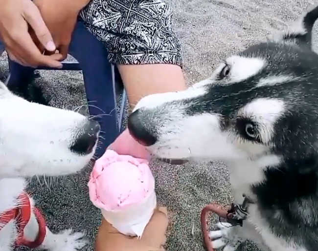 A Malnourished Husky Saved By a Kind Soul Who Brings Her Home - 11