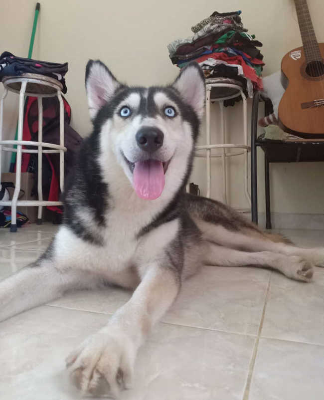 A Malnourished Husky Saved By a Kind Soul Who Brings Her Home - 12