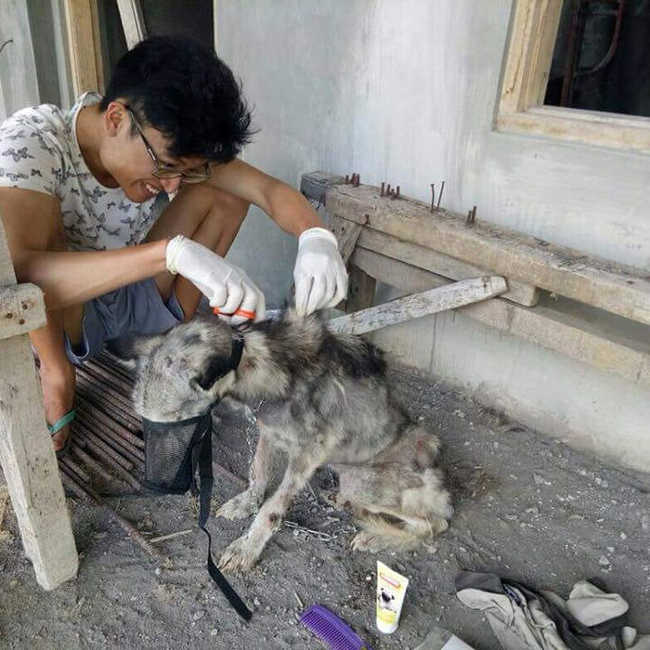 A Malnourished Husky Saved By a Kind Soul Who Brings Her Home - 3