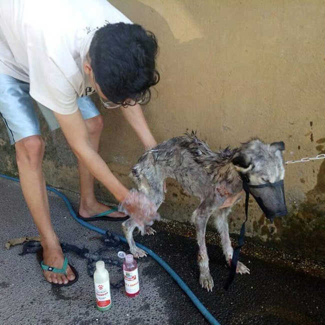 A Malnourished Husky Saved By a Kind Soul Who Brings Her Home - 4