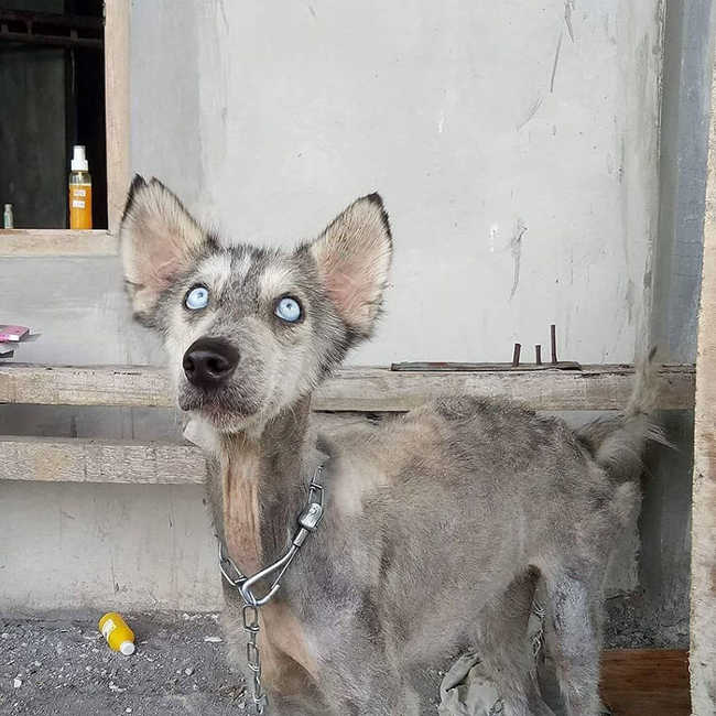 A Malnourished Husky Saved By a Kind Soul Who Brings Her Home - 5