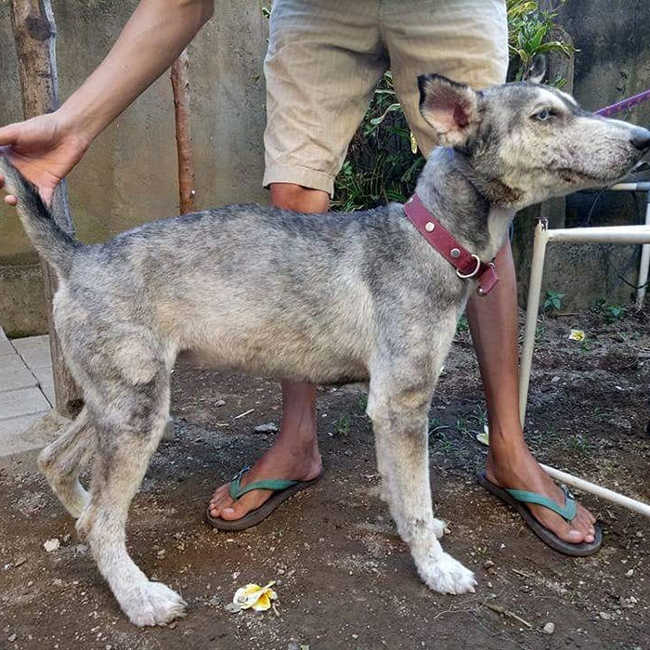 A Malnourished Husky Saved By a Kind Soul Who Brings Her Home - 6