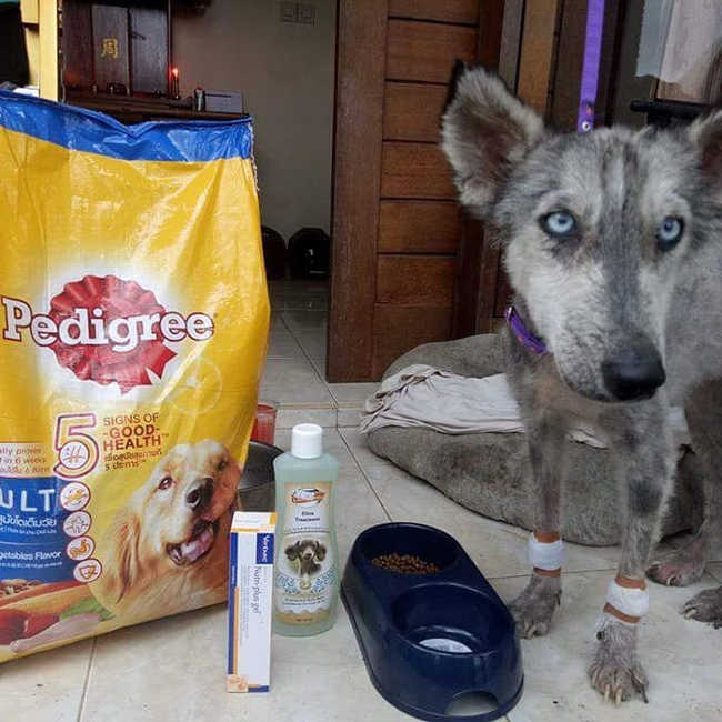 A Malnourished Husky Saved By a Kind Soul Who Brings Her Home - 7