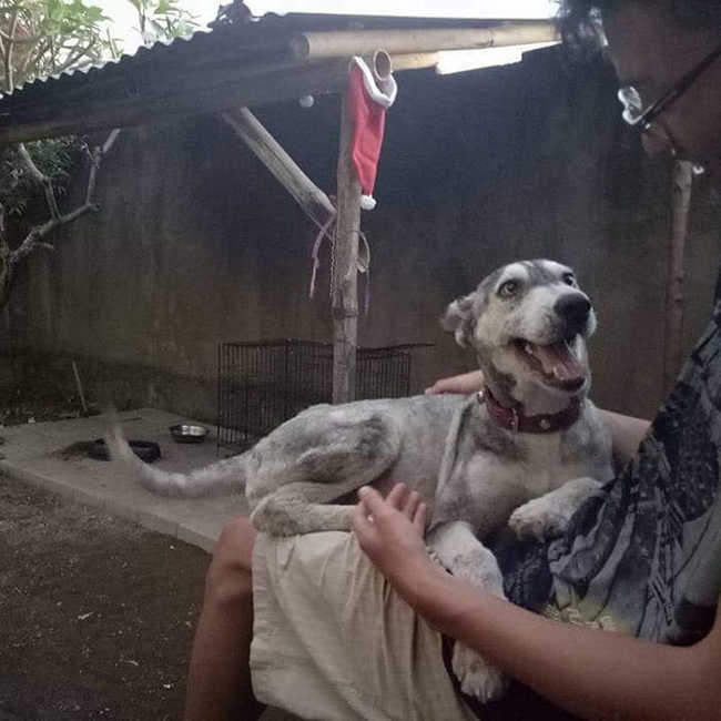 A Malnourished Husky Saved By a Kind Soul Who Brings Her Home - 9