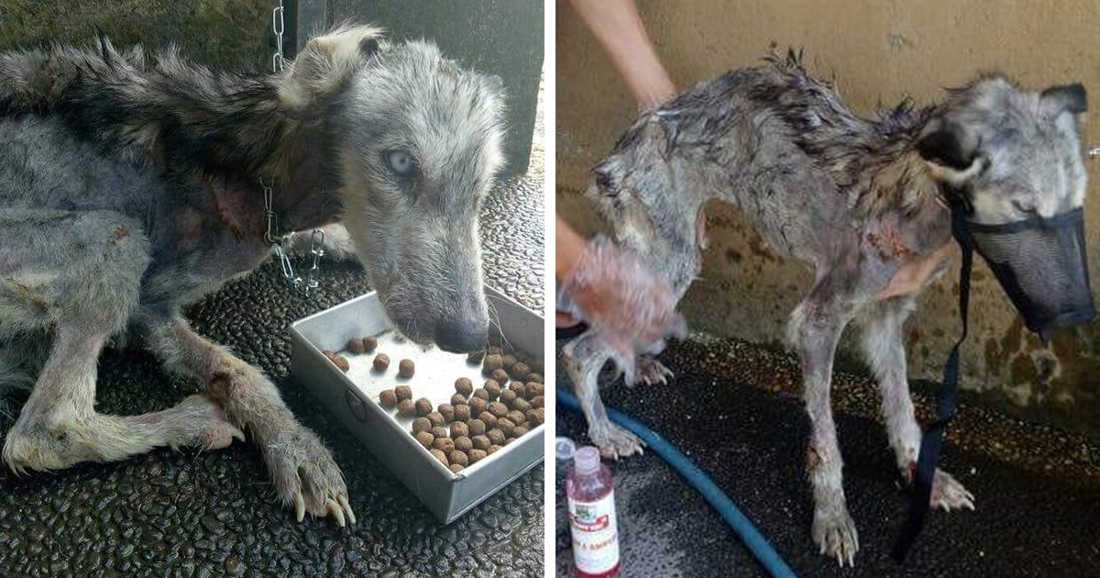 A Malnourished Husky Saved By a Kind Soul Who Brings Her Home