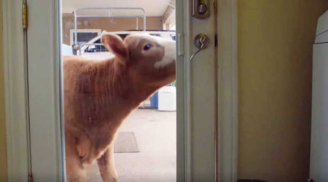 Baby Cow Brought Into The House During The Hurricane, Now She Wants To Stay