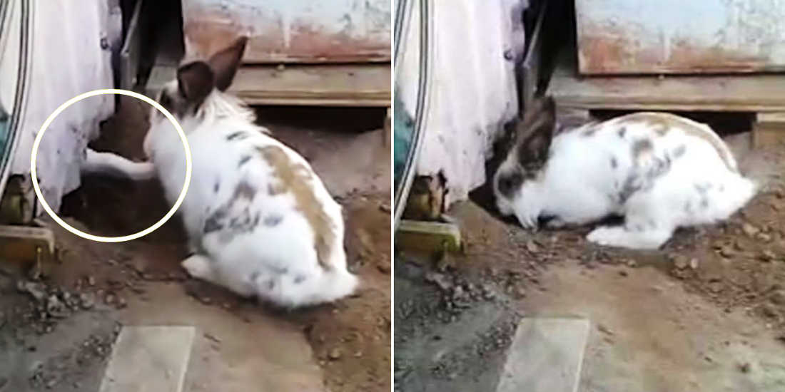 Chasky The Bunny And Pelu The Cat Have An Amazing Friendship