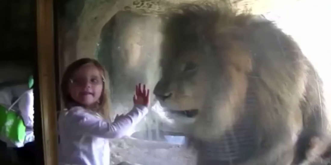 Lion Reacts In Fury When A Little Girl Kiss The Glass