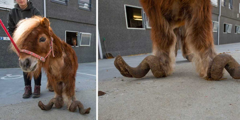 Pony With Overgrown Hooves Rescued by Authorities