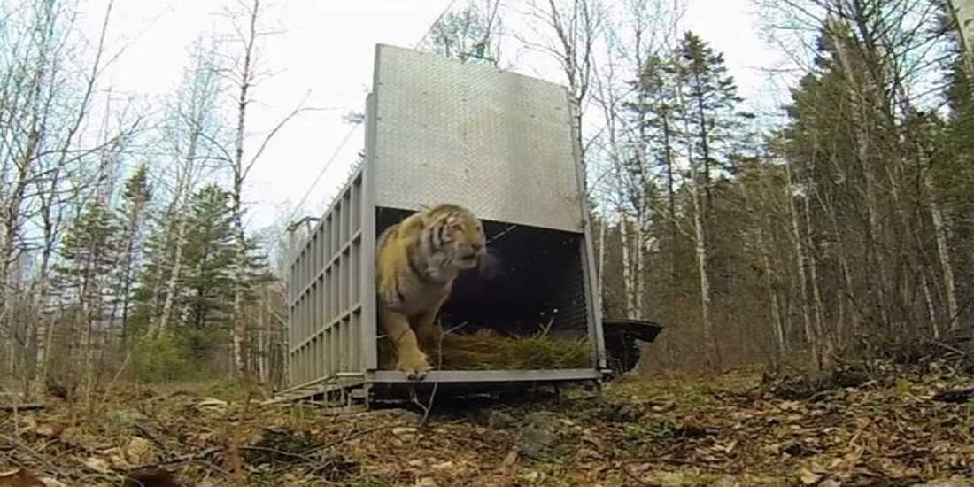 Setting Animals Free For The First Time Ever – An Incredible Sight