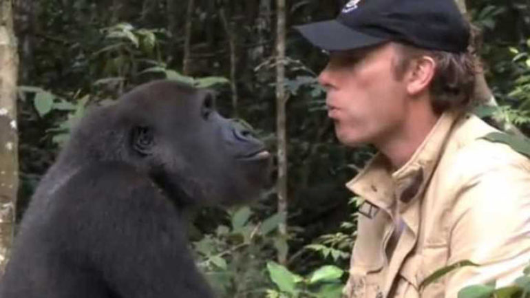The Reunion of Damian Aspinall And Kwibi The Gorilla