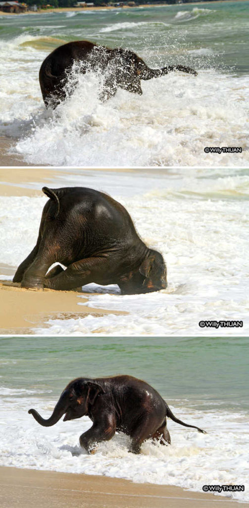 These 10 Adorable Photos Of Baby Elephants Are Treat For The Eyes - 5