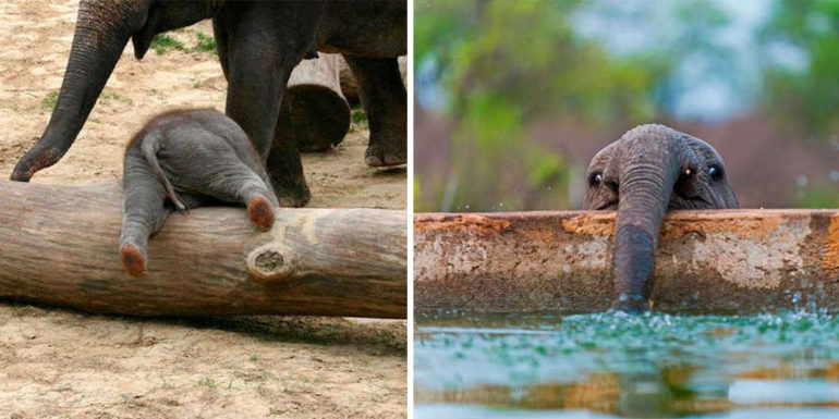 These 10 Adorable Photos Of Baby Elephants Are Treat For The Eyes