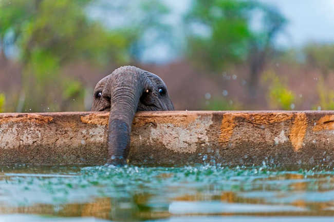 These 10 Adorable Photos Of Baby Elephants Are Treat For The Eyes - 8