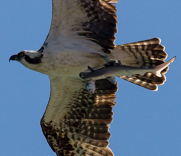 20. A Photographer Took A Photo Of A Bird Holding A Shark With Fish In Its Mouth.