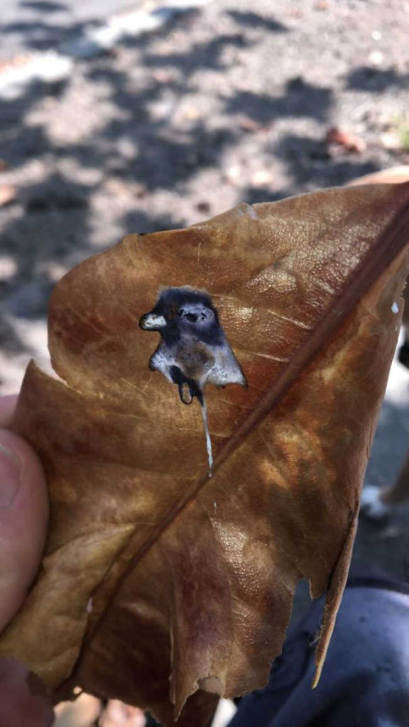 7. Pigeon Pooped A Portrait Of Itself On A Leaf.