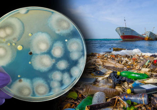 A Plastic-Eating Fungus Found At A Landfill Site In Pakistan