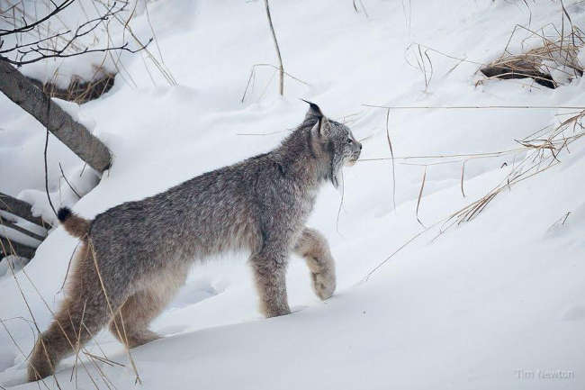 Lynx Family Playing On His Porch - 4